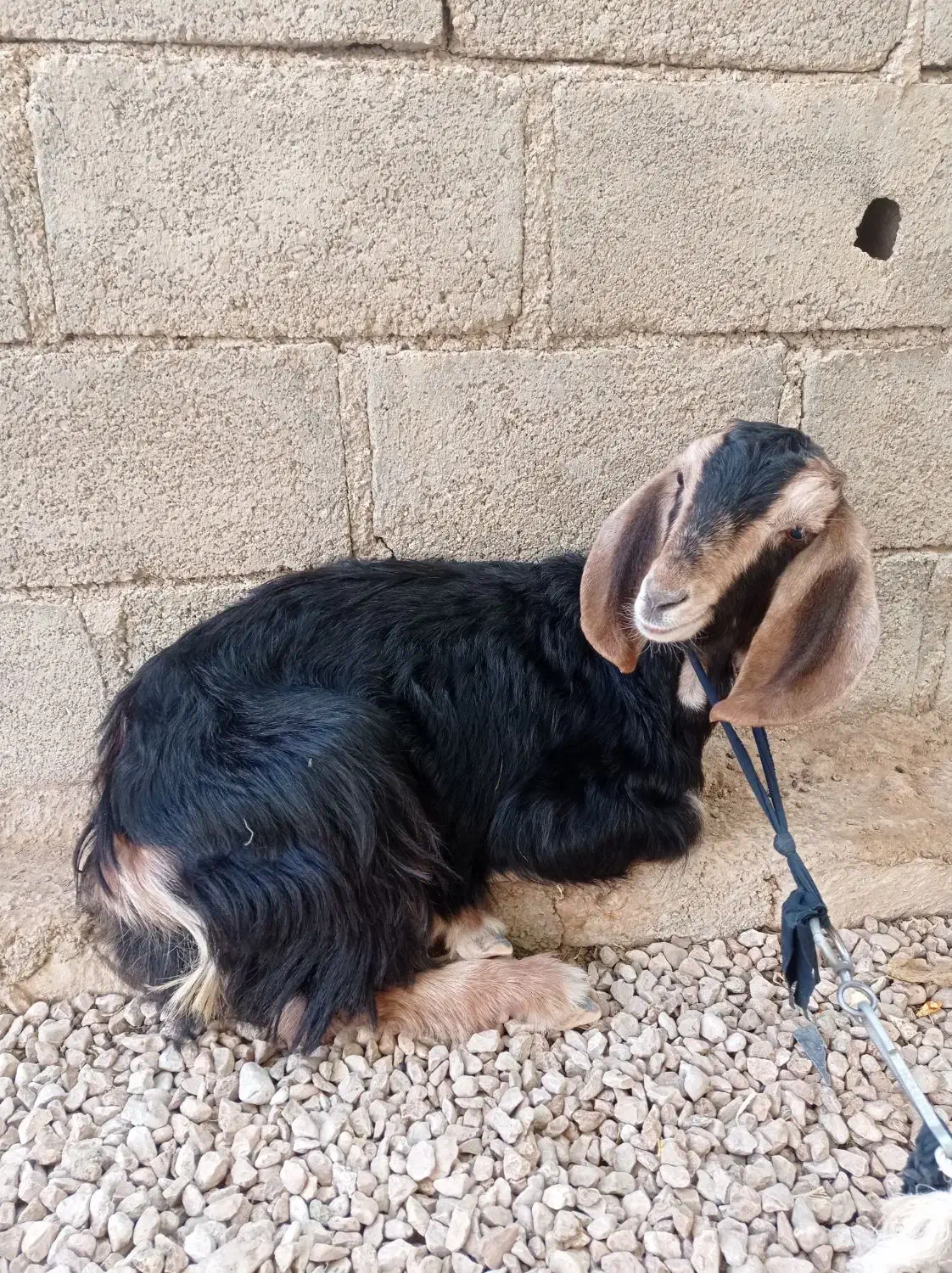 کهره ماده|حیوانات مزرعه|جم, |دیوار