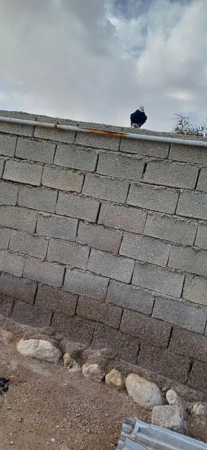 دهلران|پرنده|دهلران, |دیوار