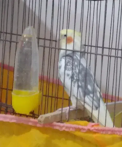 فروش یک جفت عروس هلندی و یه عروس نر بالغ مست|پرنده|دره شهر, |دیوار