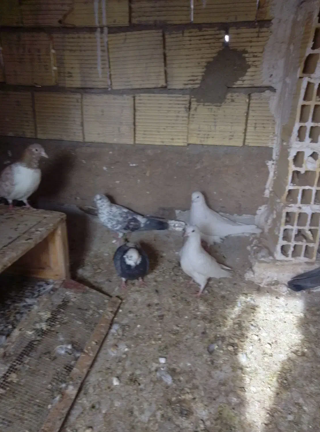 کبوتر به سورت عمده|پرنده|اردکان, |دیوار