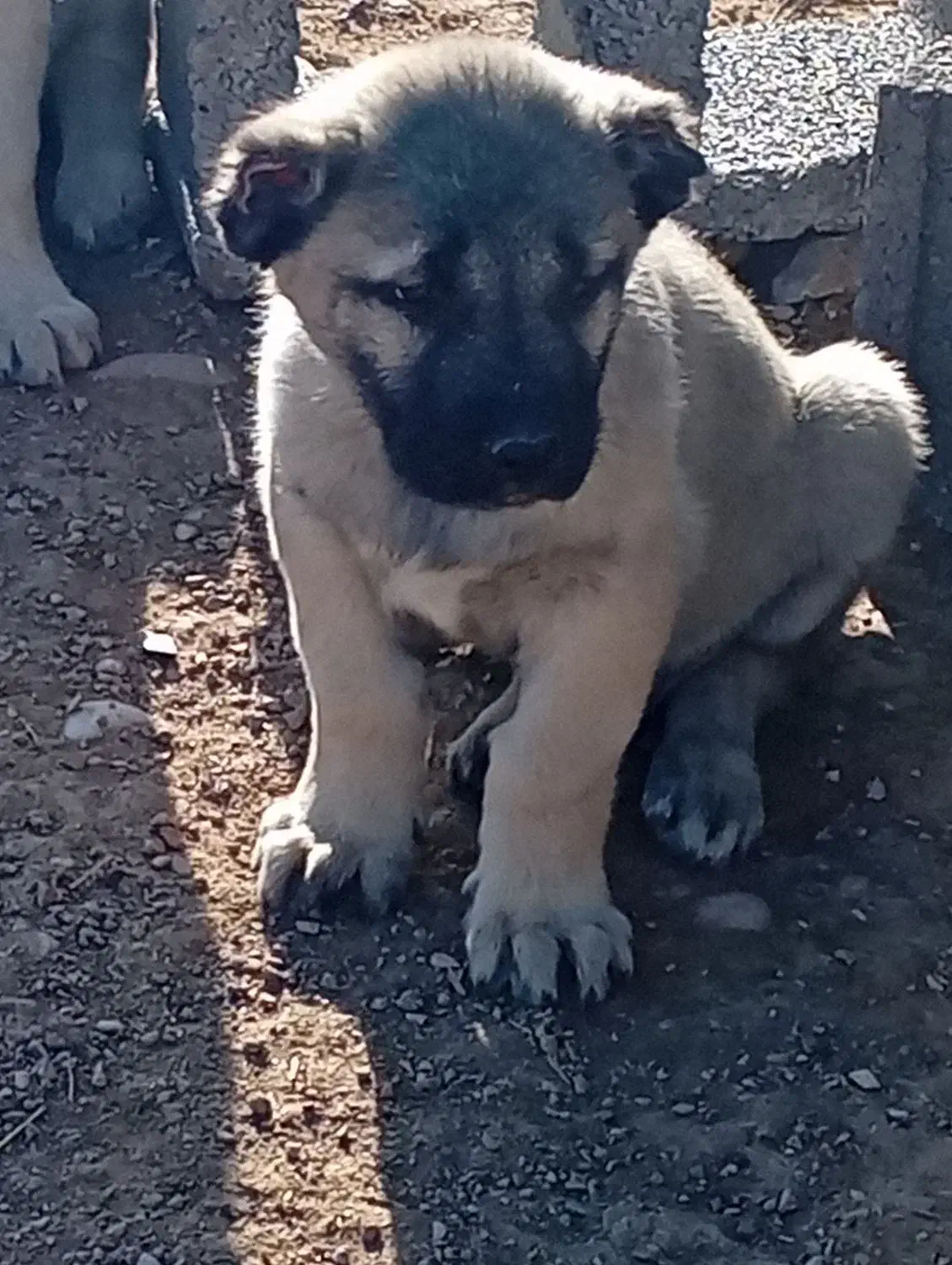 توله سرابی|سگ|شیراز, گویم|دیوار