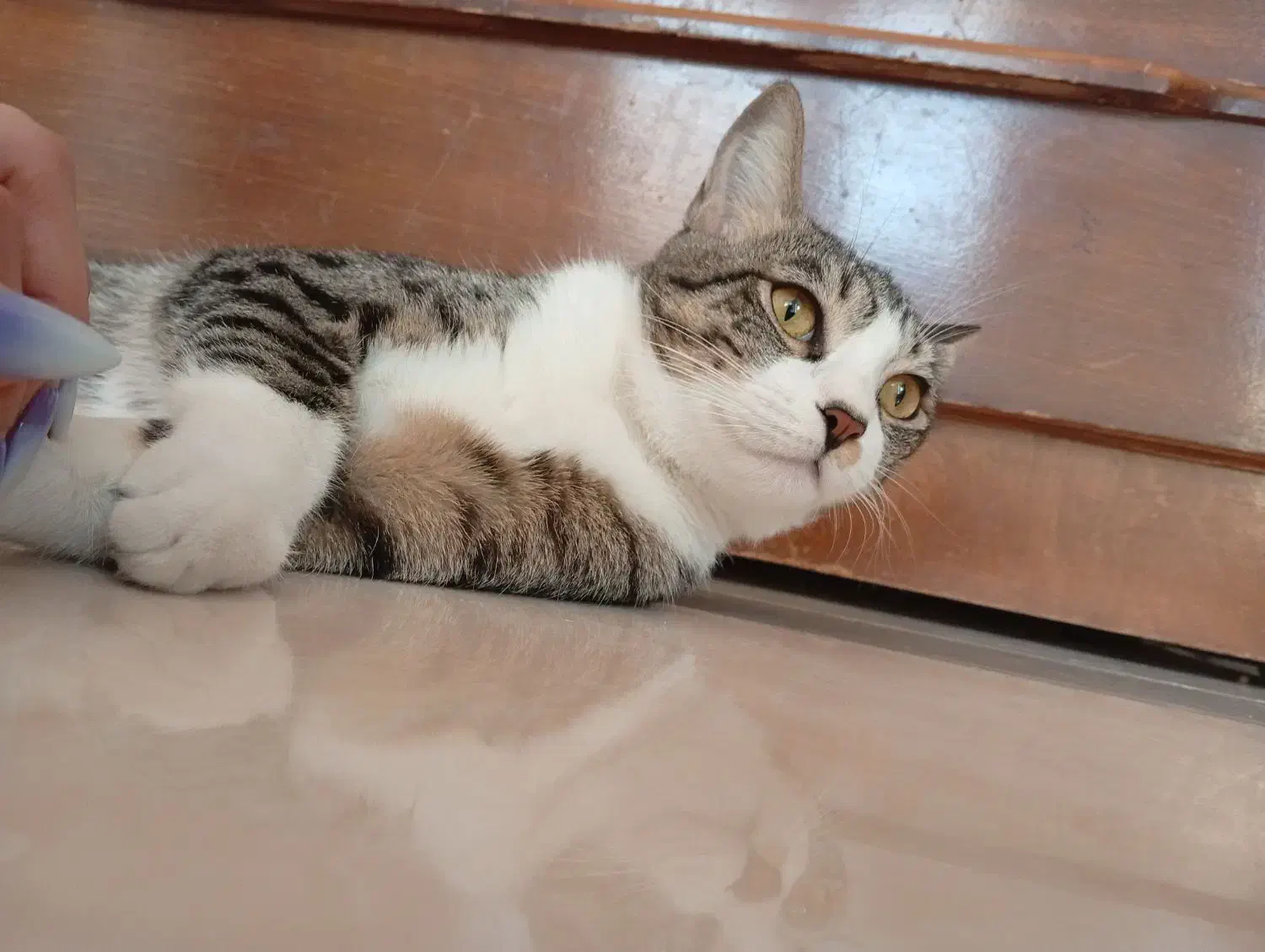 حیوانات خانگی|گربه|اندیشه, شهرک مریم|دیوار