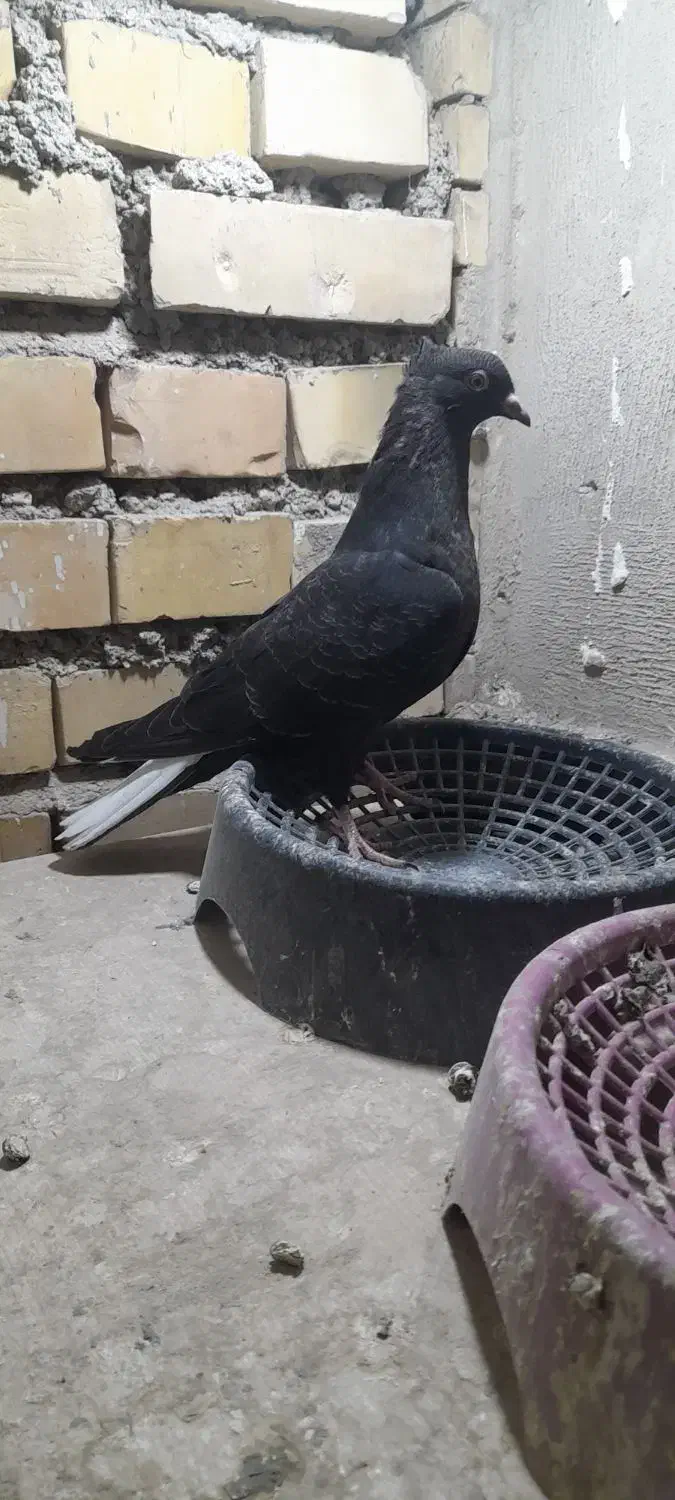 کفتر|پرنده|مشهد, فرهنگ|دیوار