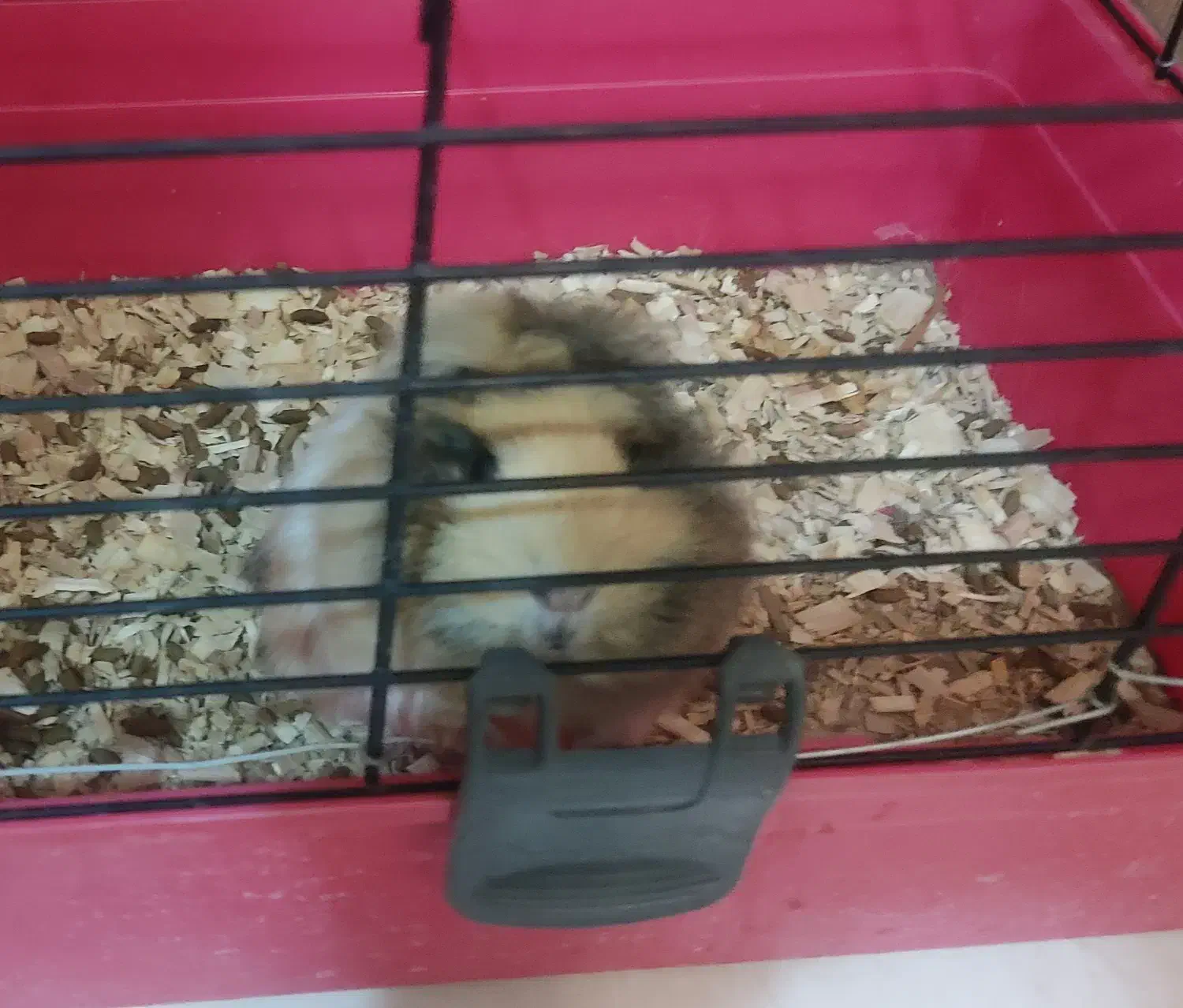 خوکچه هندی|موش و خرگوش|کرمان, |دیوار