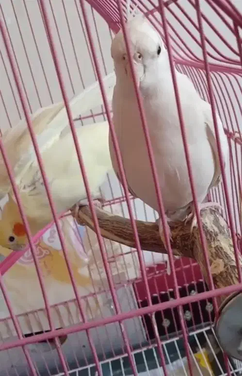 عروس سخنگو|پرنده|پارس‌آباد, |دیوار