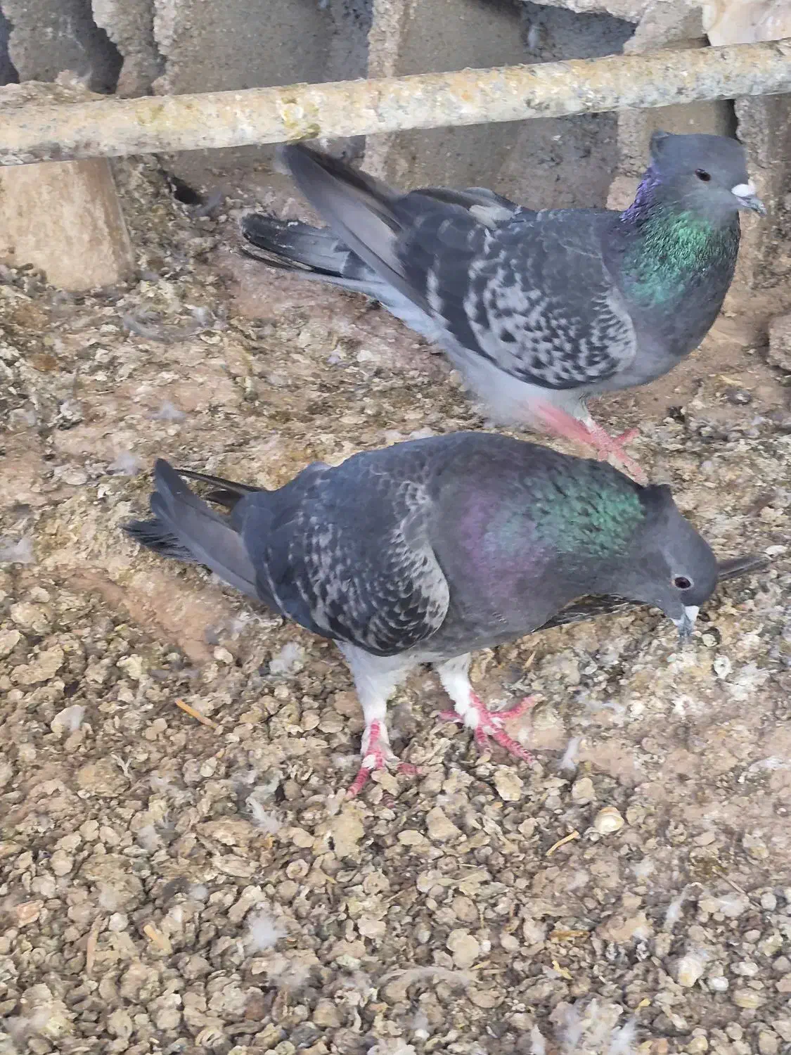 کبوتر دمگیر|پرنده|برخوار, |دیوار