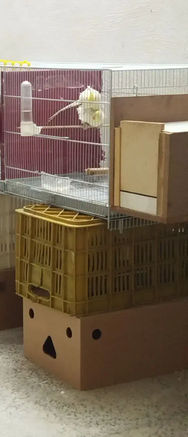 جفت مولد .بشرط عروس هلندی لوتینو|پرنده|ملایر, |دیوار