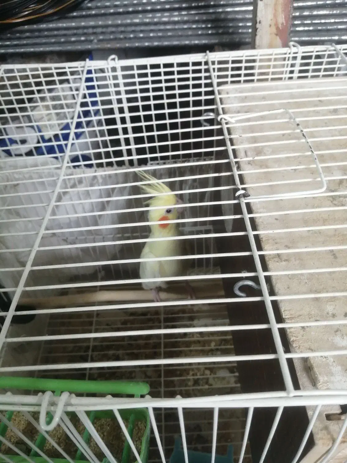 عروس هلندی|پرنده|شیراز, میانرود|دیوار