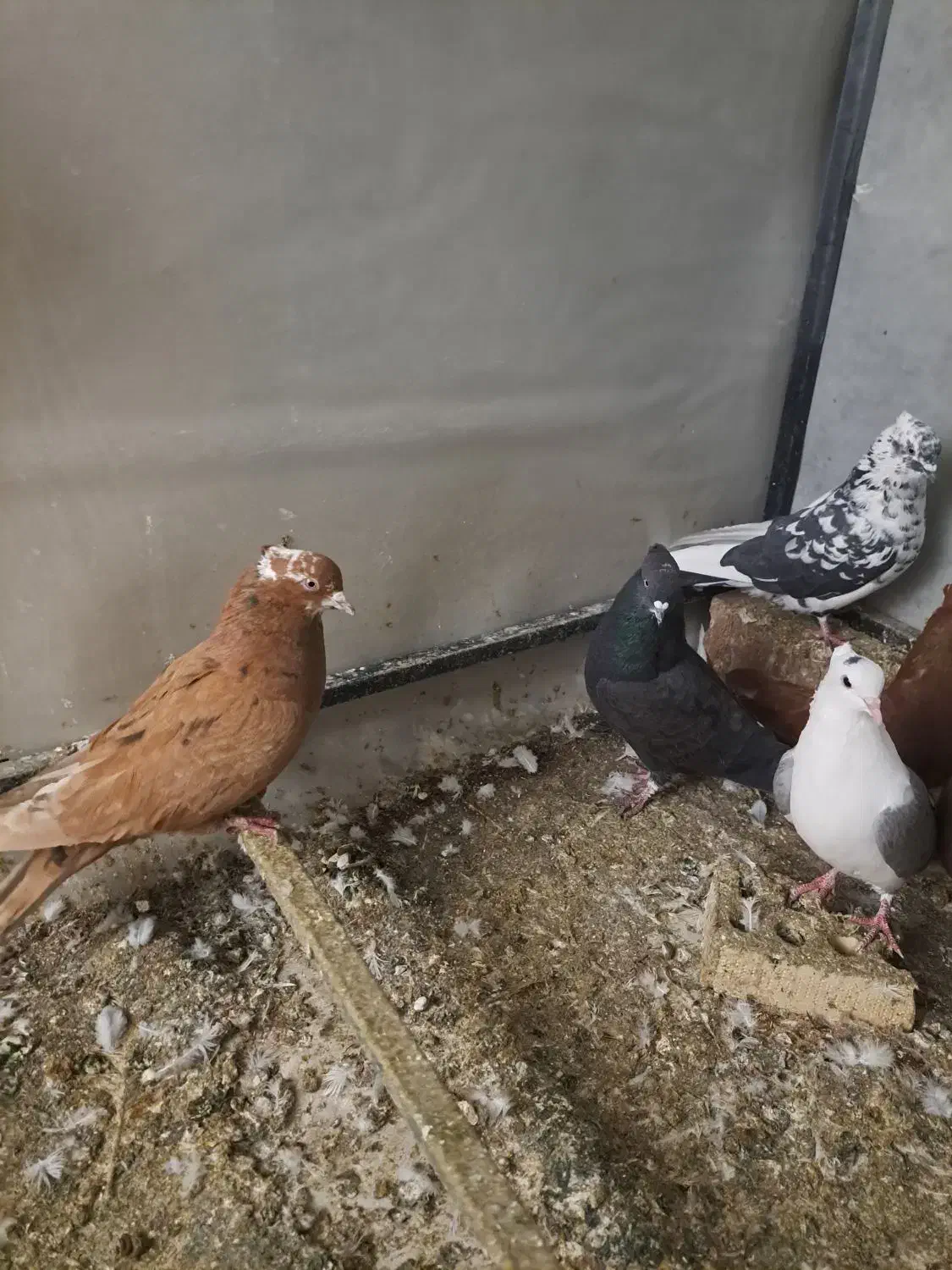 کبوتر پرشی|پرنده|خرم‌آباد, |دیوار