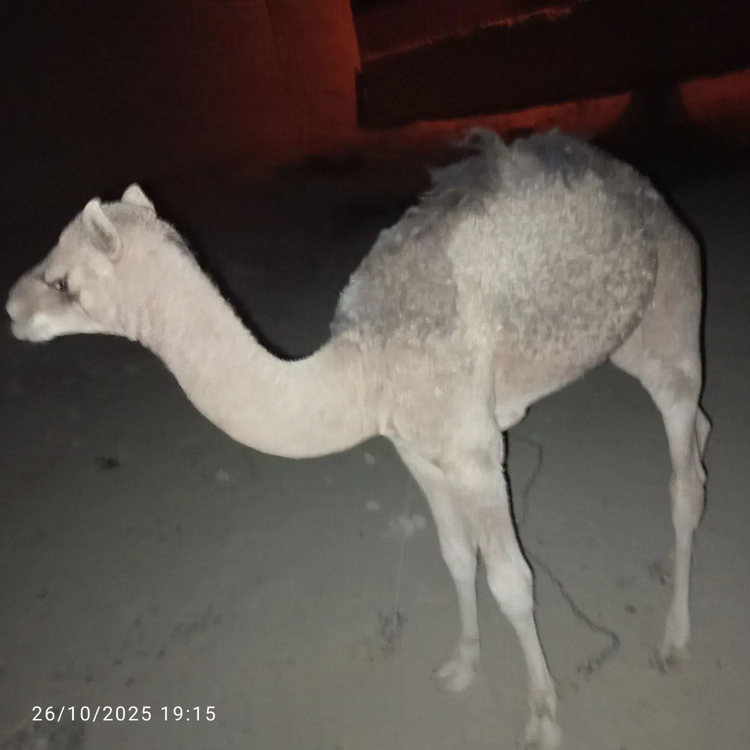 جروک امسالی نر فروشی|حیوانات مزرعه|کلاتان, |دیوار