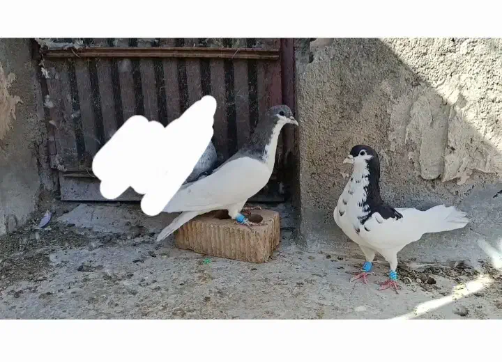 یال شهری گلدار جنگی|پرنده|شیراز, ترمینال باربری|دیوار