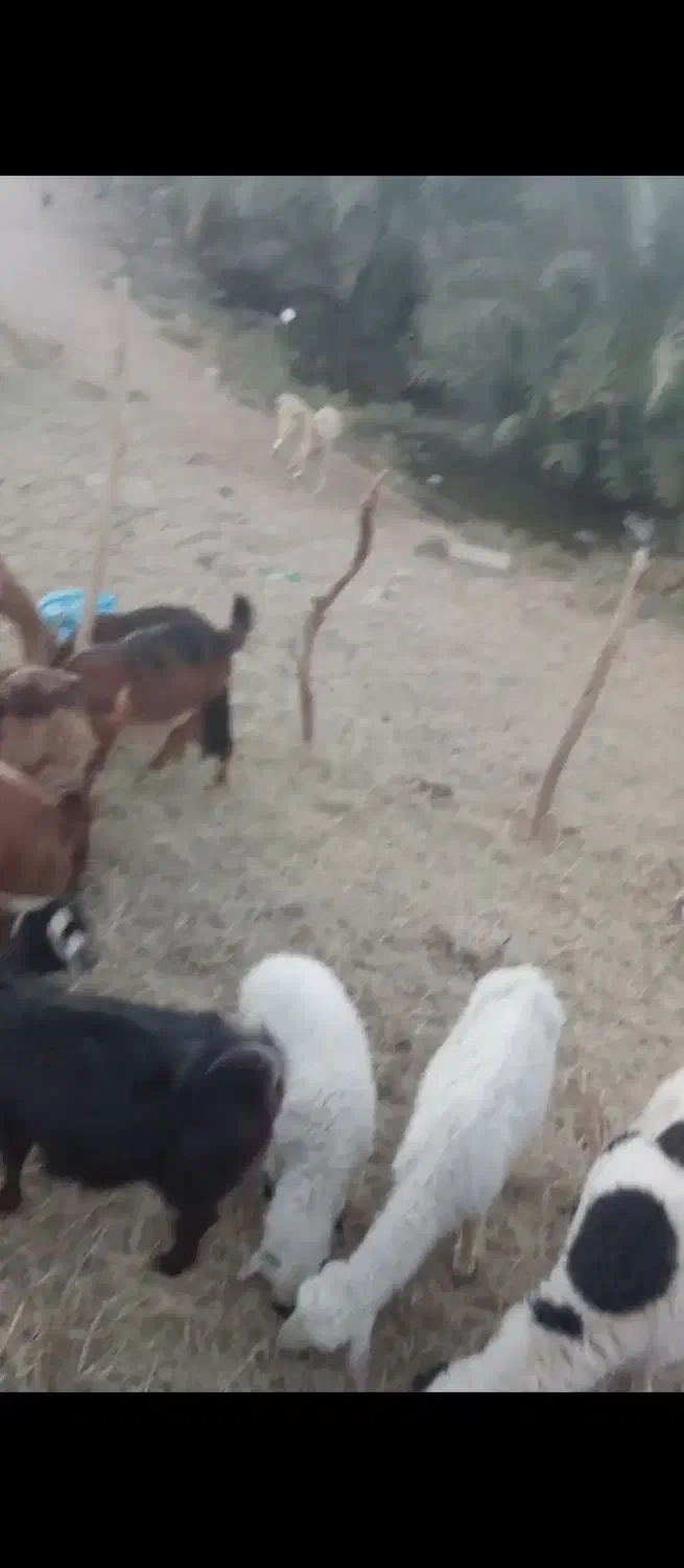 کود گوسفند|خدمات باغبانی و درختکاری|نگین کویر, |دیوار