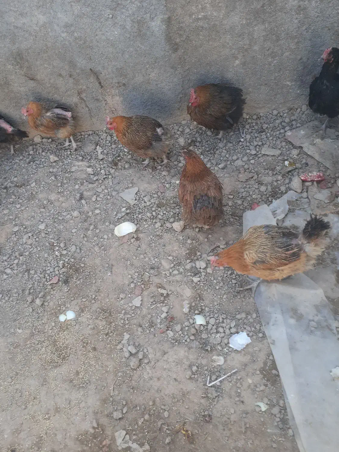 مرغ محلی|حیوانات مزرعه|اصفهان, امامزاده اسماعیل|دیوار