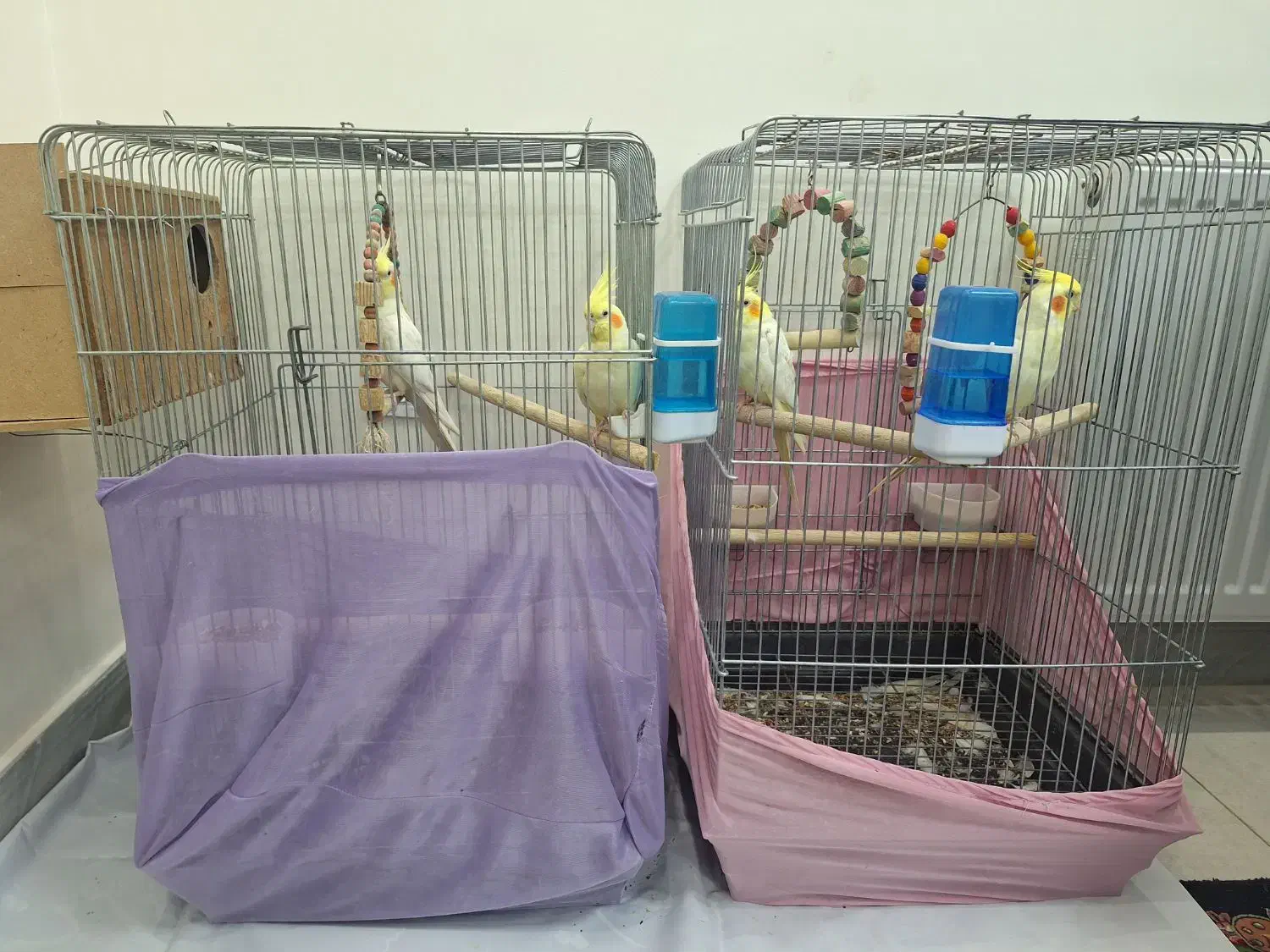 عروس هلندی|پرنده|تهران, مشیریه|دیوار