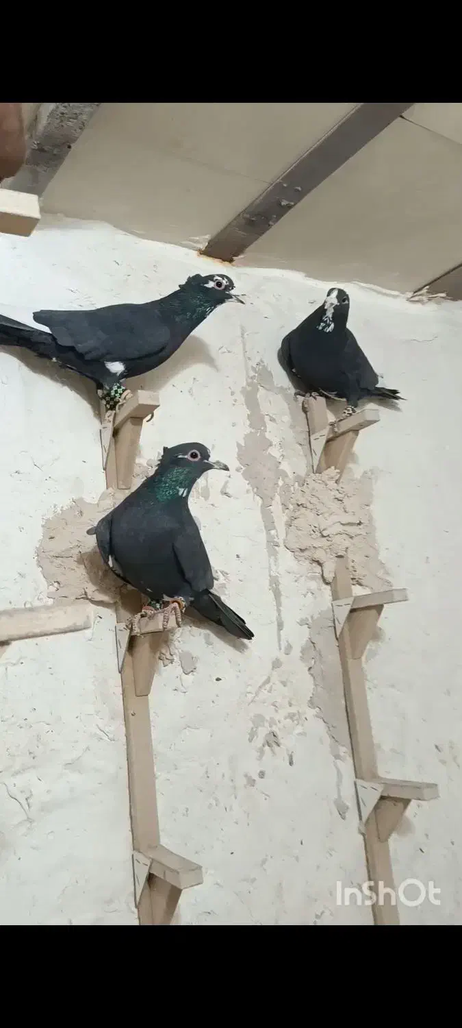 سیاه پلنگ با سین سیاه|پرنده|رفسنجان, |دیوار