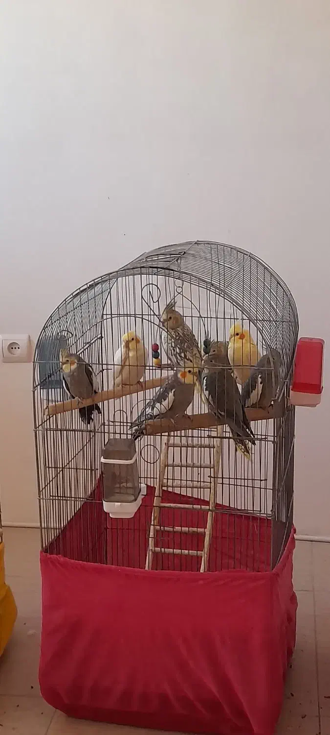 عروس هلندی سخنگو نروماده|پرنده|محمدشهر, شهرک چمران|دیوار