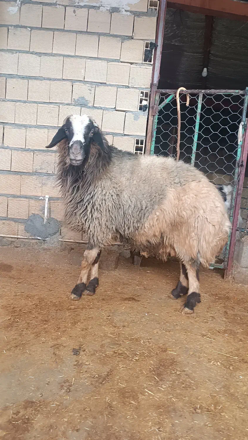 قوچ|حیوانات مزرعه|گیلان غرب, |دیوار