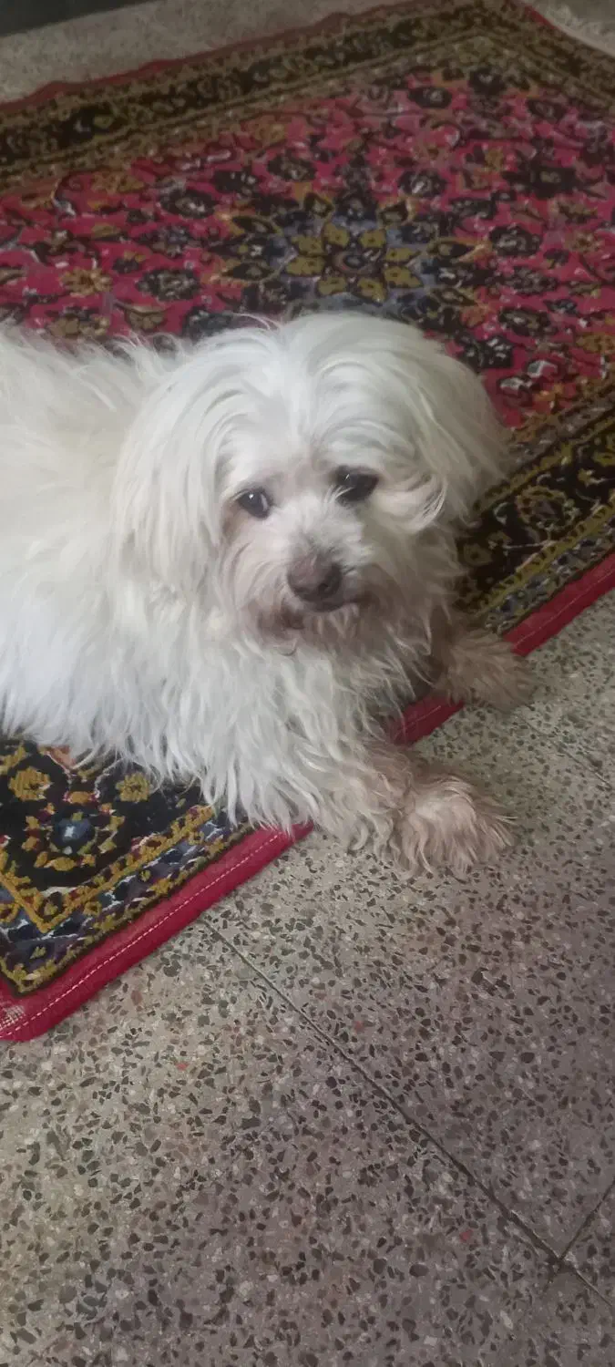 سگ شیتزو مالتیز نر|سگ|ارومیه, |دیوار