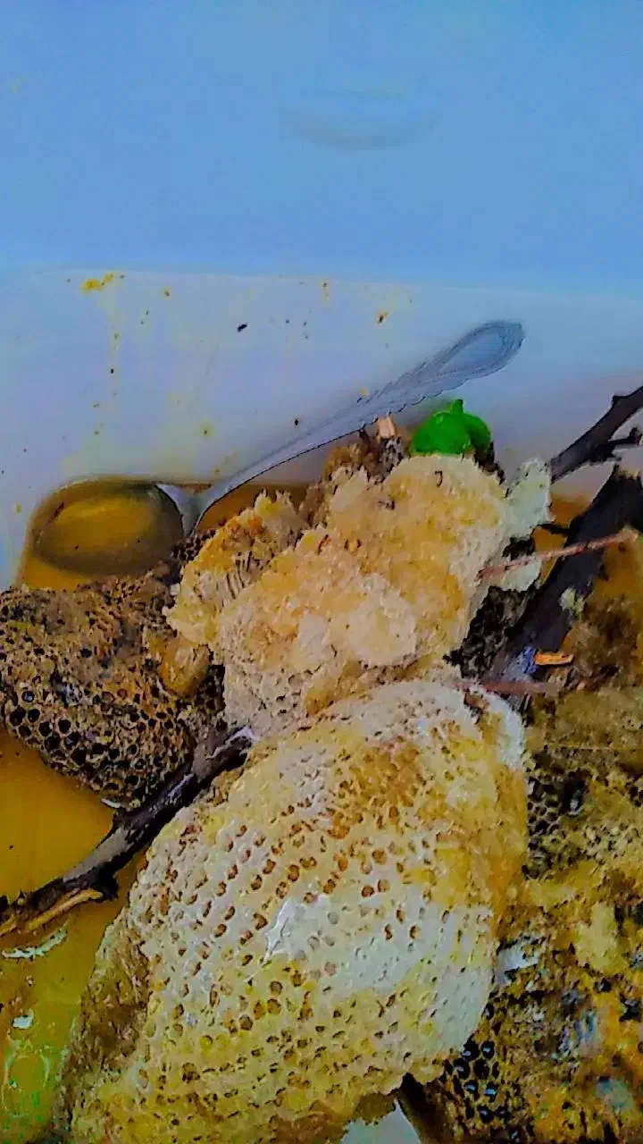 عسل طبیعی|خوردنی و آشامیدنی|اهواز, دغاغله|دیوار