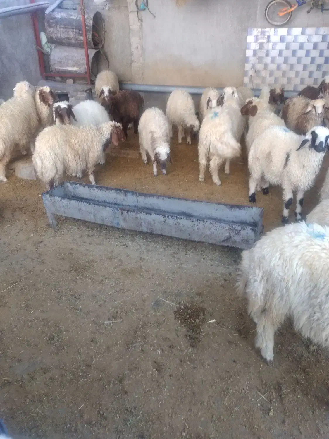 بره نر پرواری|حیوانات مزرعه|زرنه, |دیوار