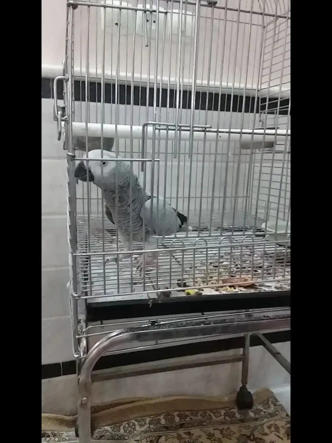 فروش کاسکو|پرنده|قم, زنبیل آباد|دیوار