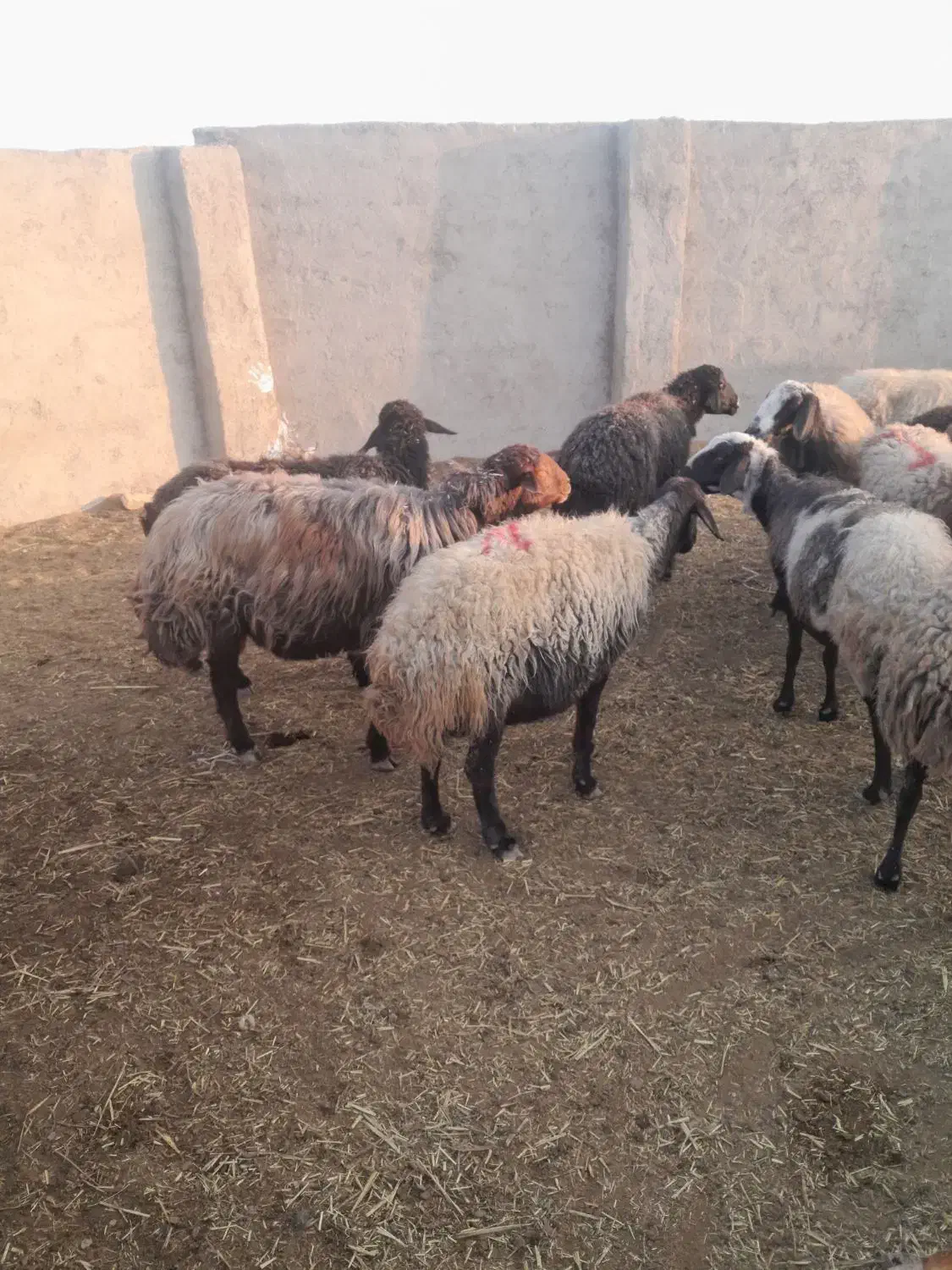۳۰راس میش چالی|حیوانات مزرعه|پیشوا, |دیوار