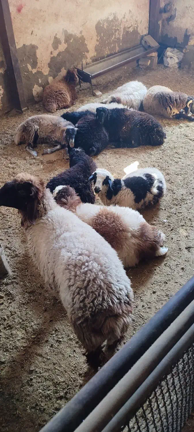 بره زنده|حیوانات مزرعه|خمینی‌شهر, |دیوار