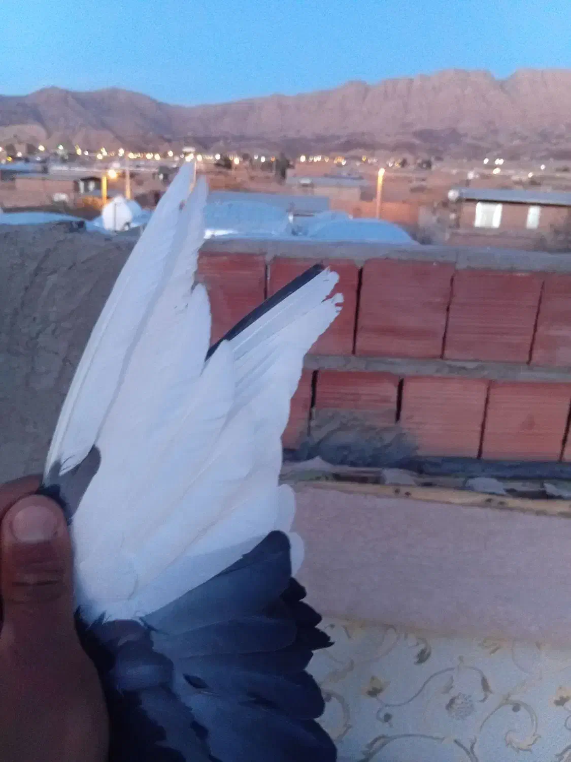 کبوتر نر|پرنده|چترود, |دیوار