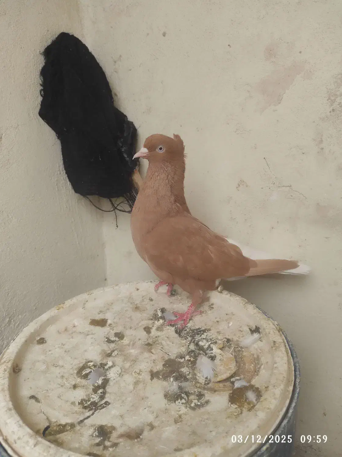 سلام|پرنده|شوشتر, |دیوار