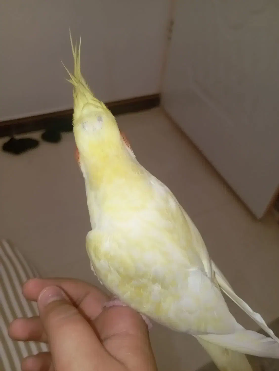 یک عدد عروس هلندی فوق العاده دستی|پرنده|قم, شهرک سازمان آب|دیوار