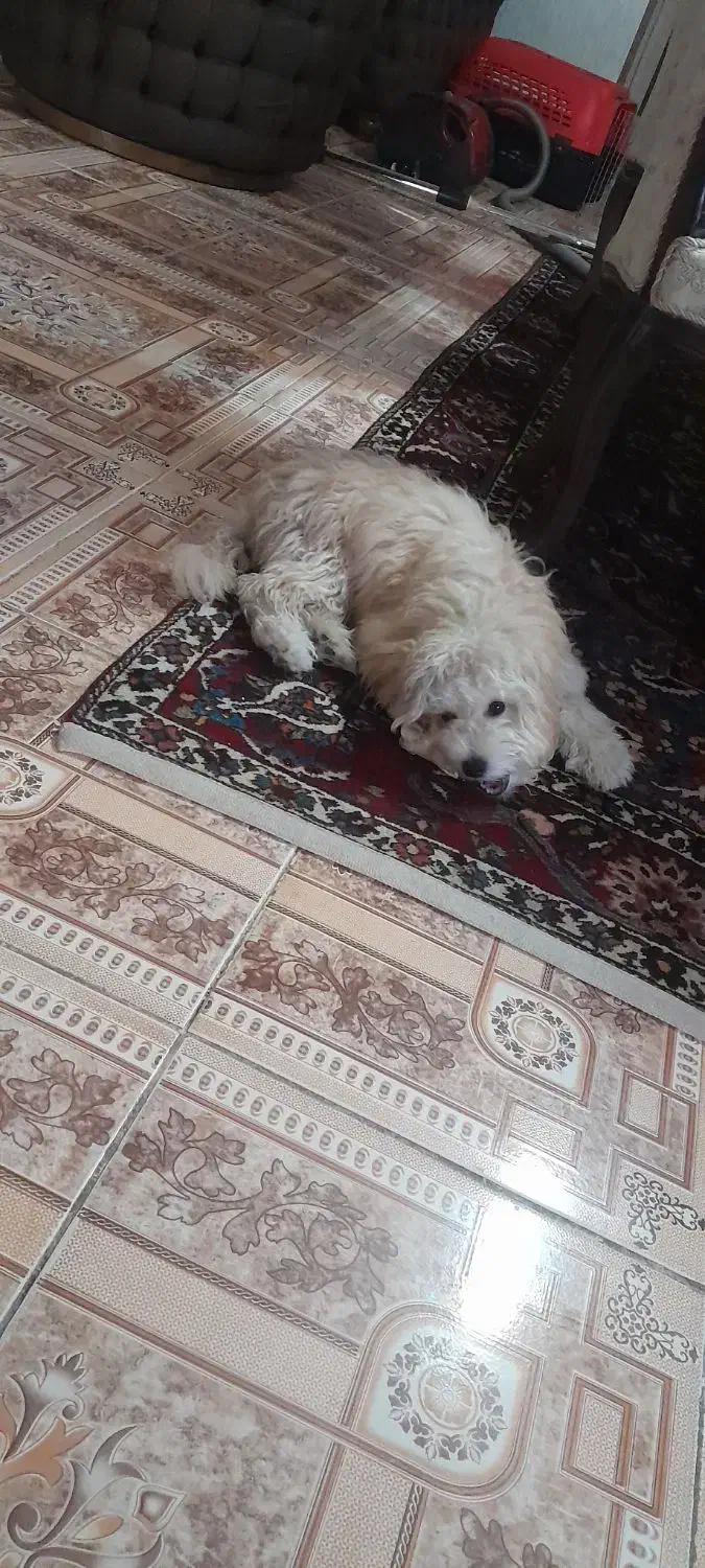 نژاد شیتزو تریر ماده|سگ|کرج, کرج نو|دیوار