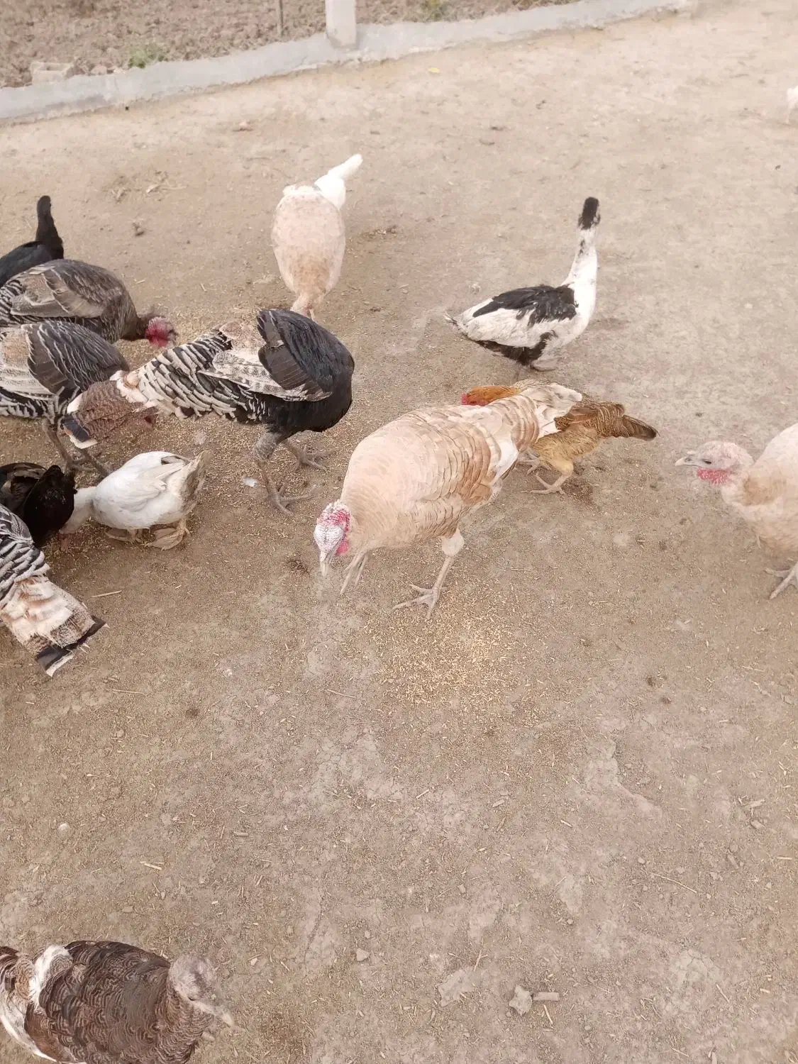 بوقلمون|حیوانات مزرعه|گنبد کاووس, |دیوار