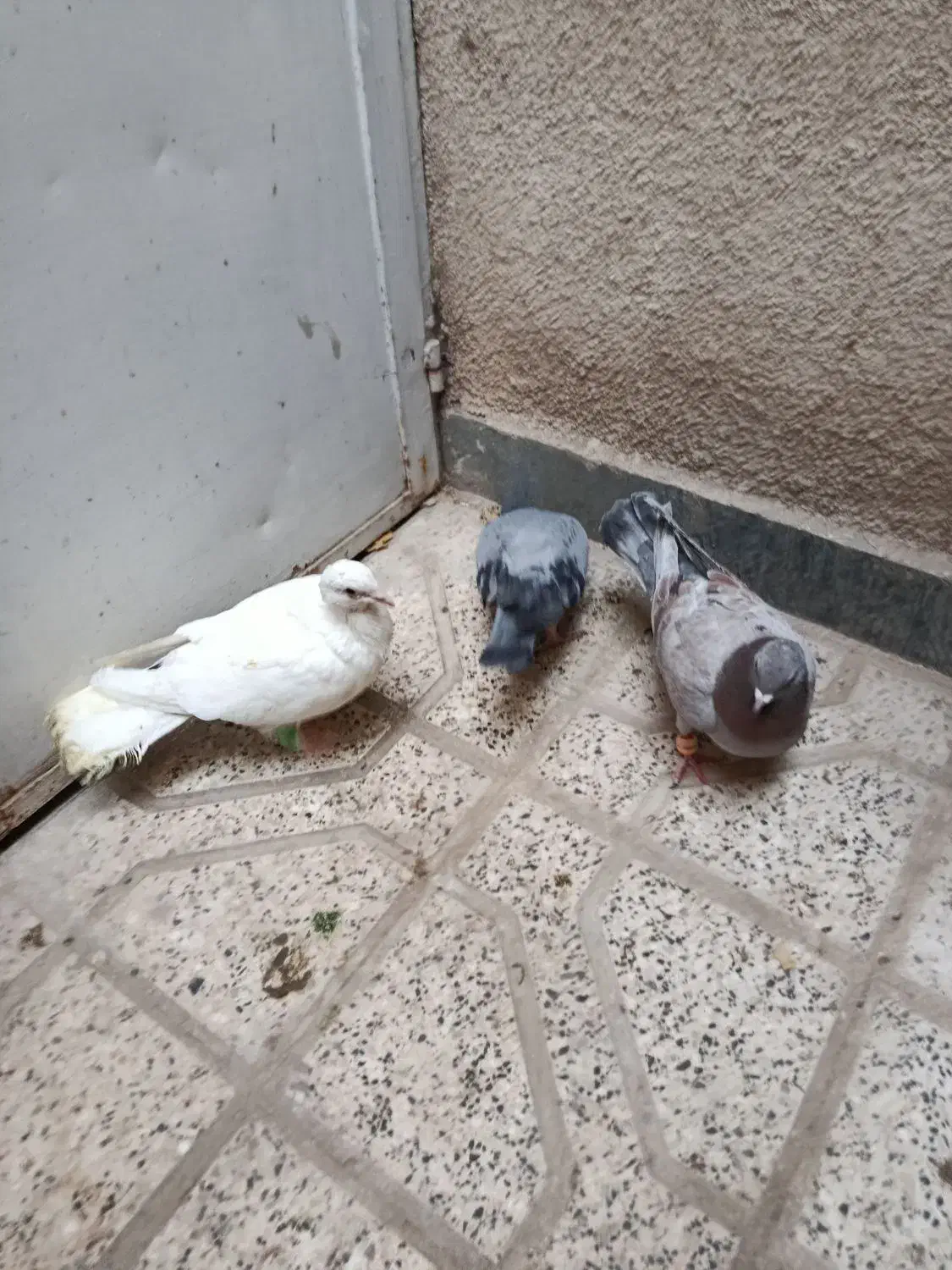 کفتر سفید جوجه جوان|پرنده|مشهد, بهاران|دیوار