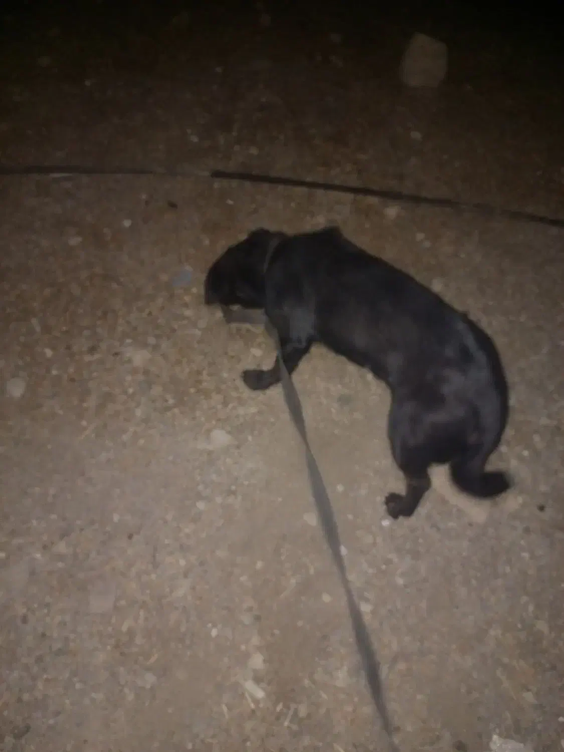 سگ پاکوتاه آمریکایی|سگ|دوگنبدان, |دیوار