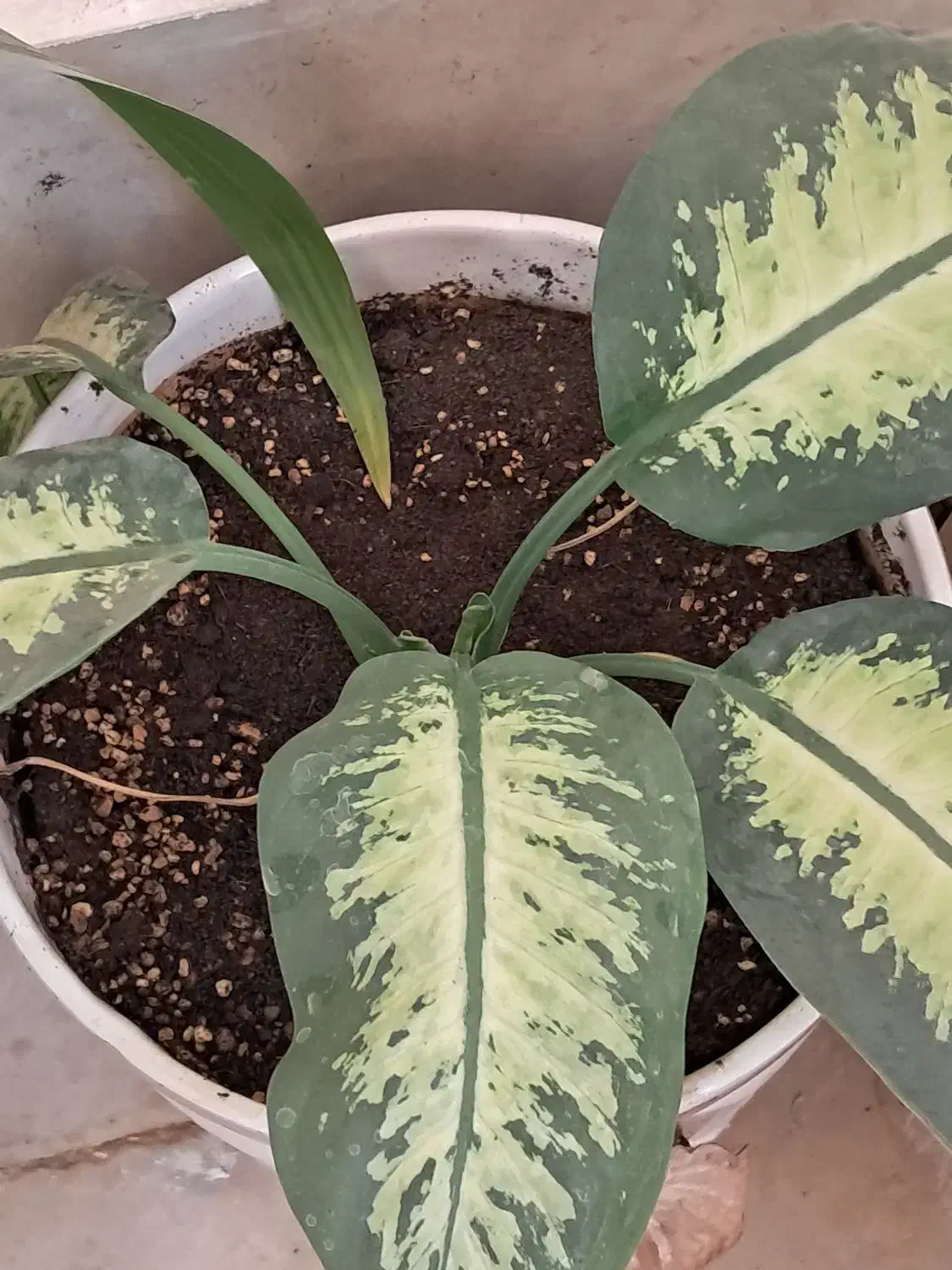 گل با گلدون سرامیک|گل و گیاه طبیعی|پردیس, فاز ۸|دیوار