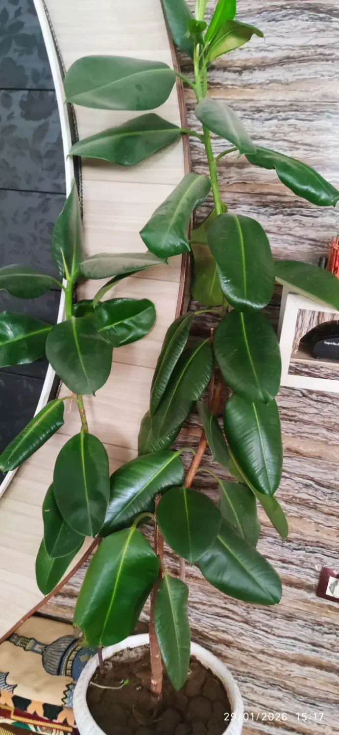 گل فیکوس|گل و گیاه طبیعی|ارومیه, |دیوار