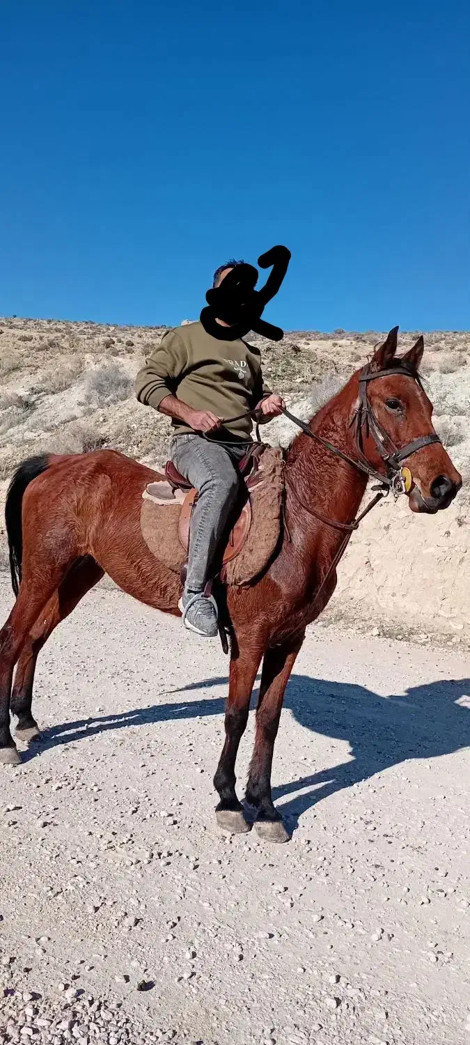 اسب|اسب و تجهیزات اسب‌سواری|کوار, |دیوار