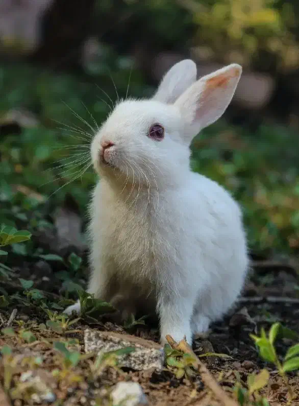 یک عدد خرگوش ناز۴۰۰|موش و خرگوش|خرمآباد, |دیوار