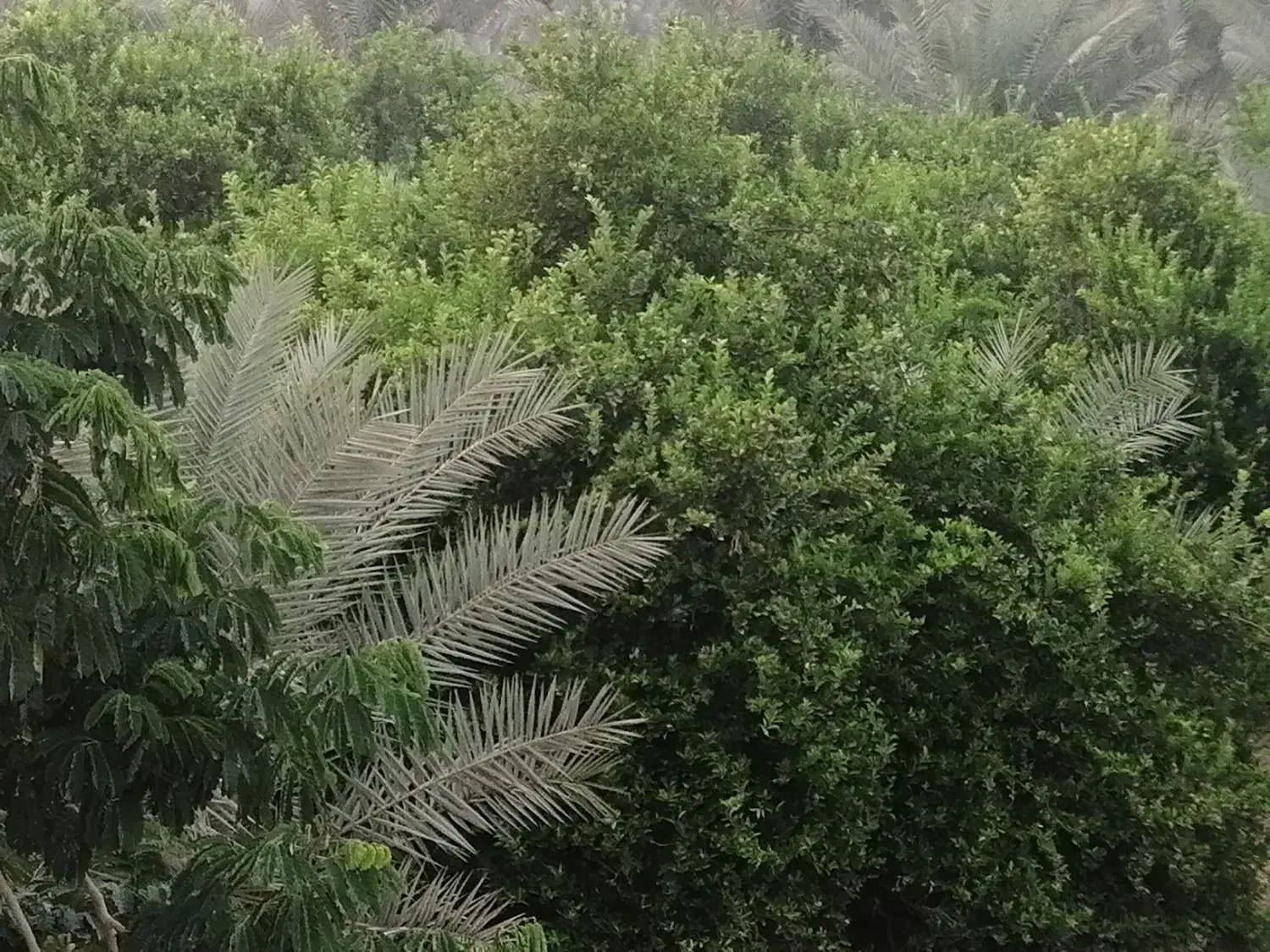 فروش باغ نخیلات و مرکبات در شهر جم|فروش زمین و ملک کلنگی|ریز, |دیوار