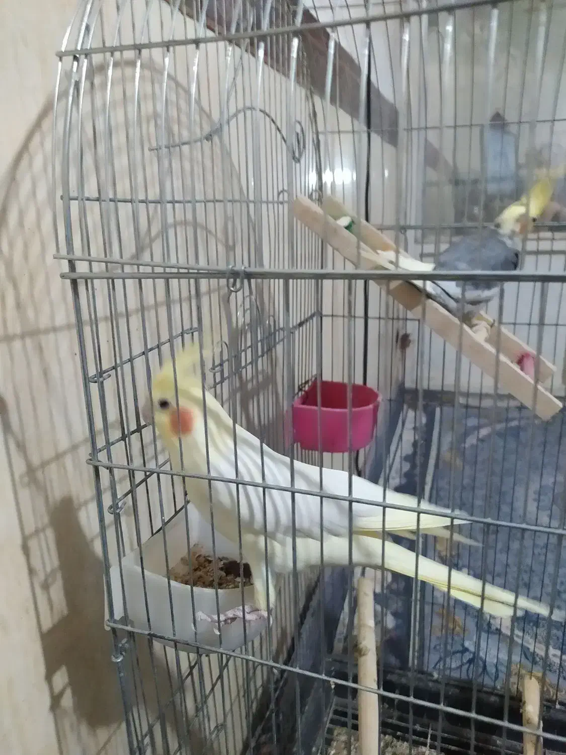 عروس هلندی|پرنده|شهریار, شهرک امیریه|دیوار