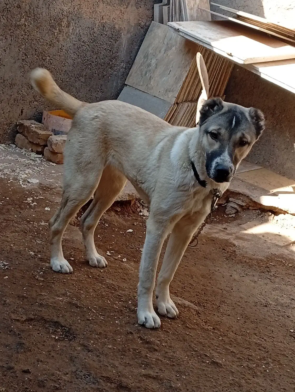 سگ ماده|سگ|بوئین زهرا, |دیوار