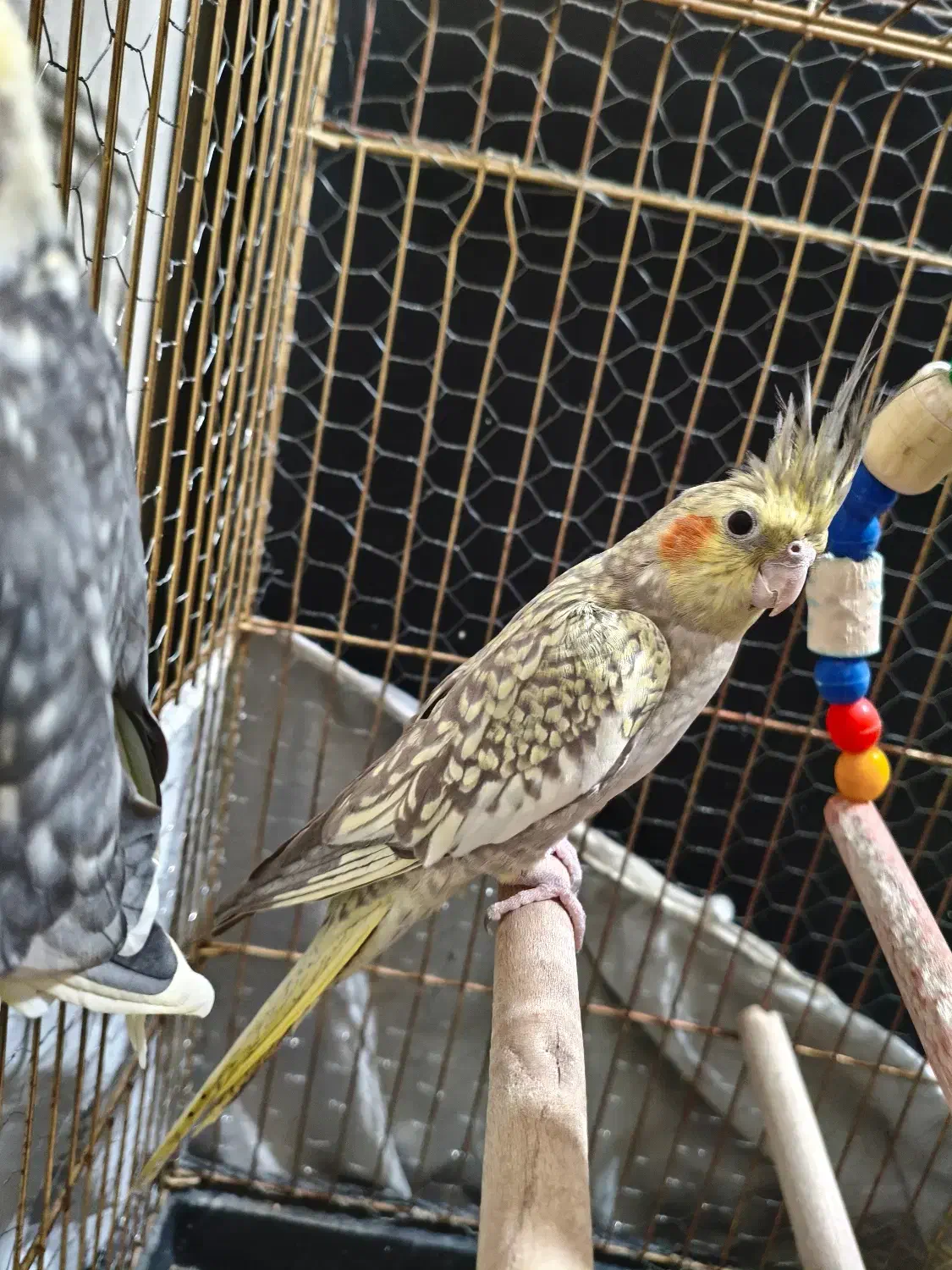 عروس هلندی جفت|پرنده|مشکین‌دشت, |دیوار