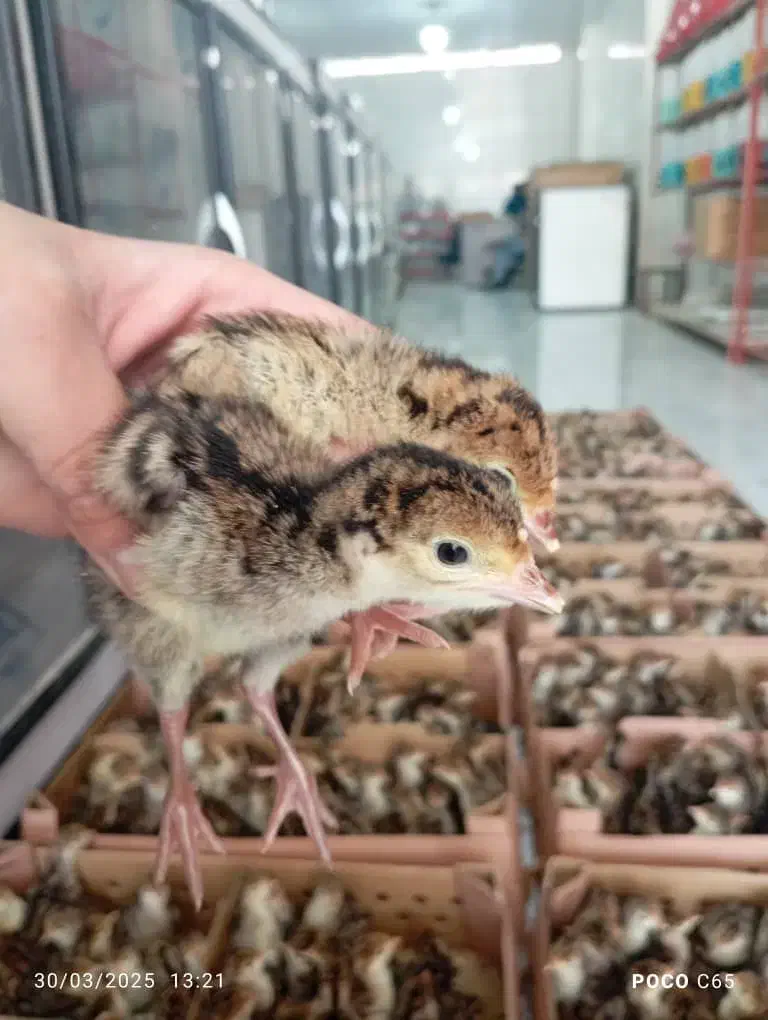 برنز انگلیس جوجه یک روزه|حیوانات مزرعه|شهریار, شهرک شاهد|دیوار