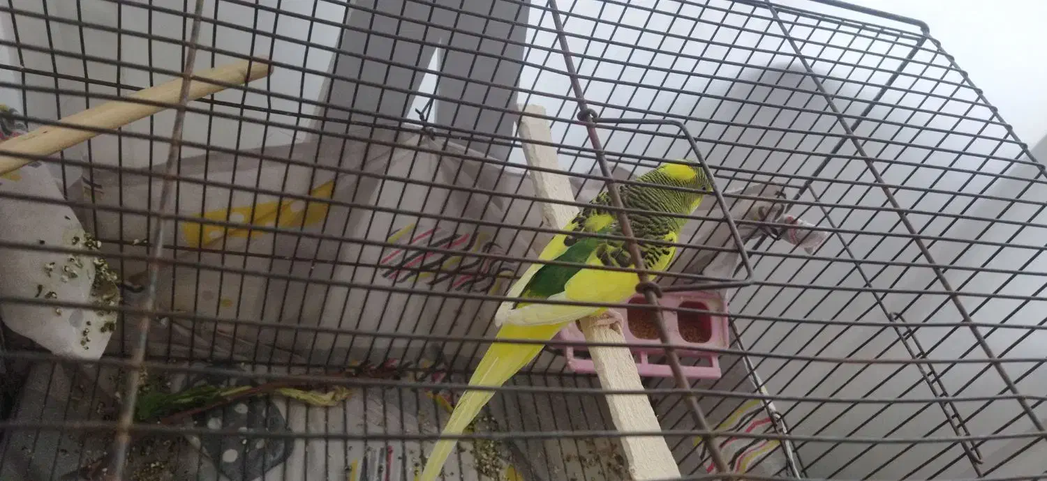 مرغ عشق نر|پرنده|بوکان, |دیوار