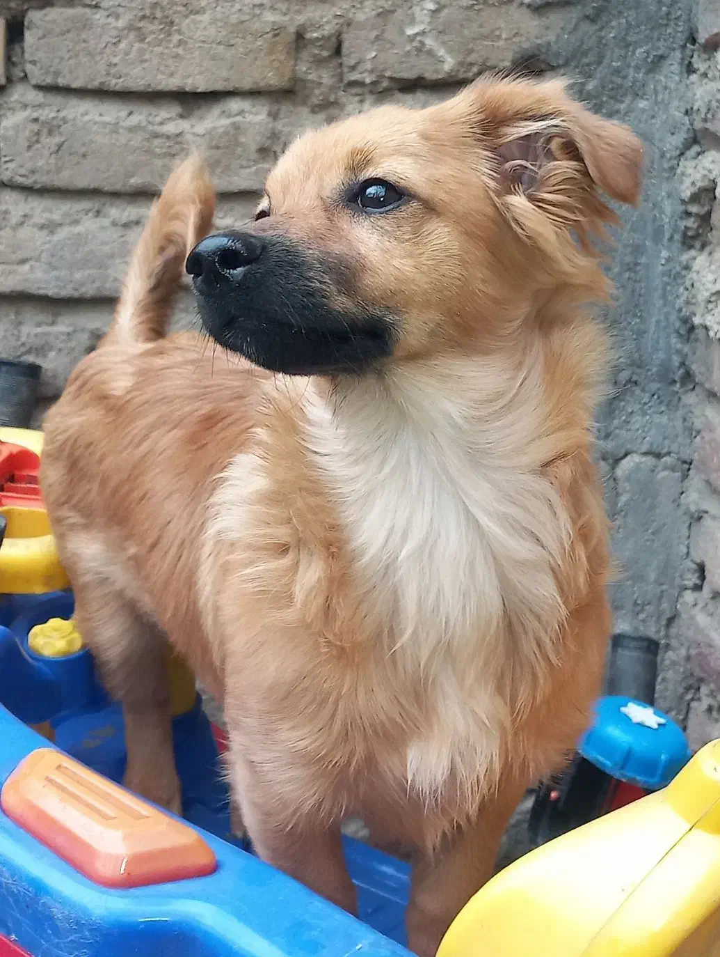 سگ 1500|سگ|ملایر, |دیوار