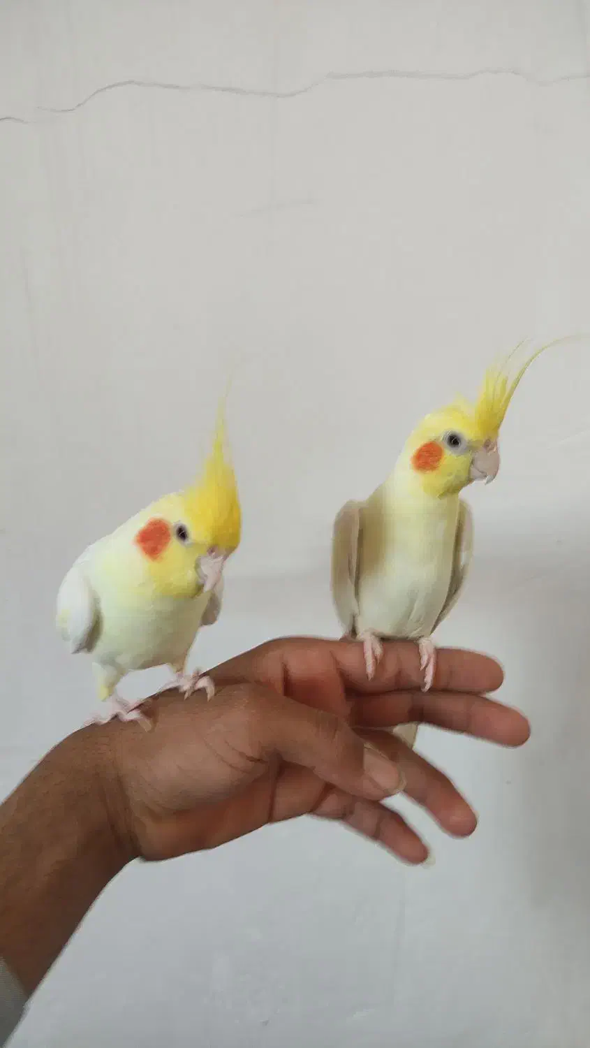 عروس هلندی|پرنده|رودان, |دیوار