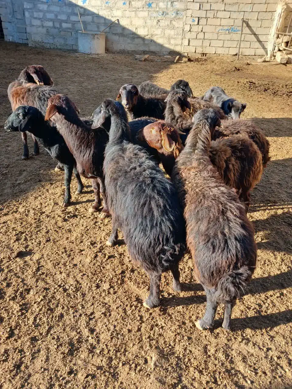 ۱۰ عدد میش قزل افشار|حیوانات مزرعه|شاهرود, |دیوار