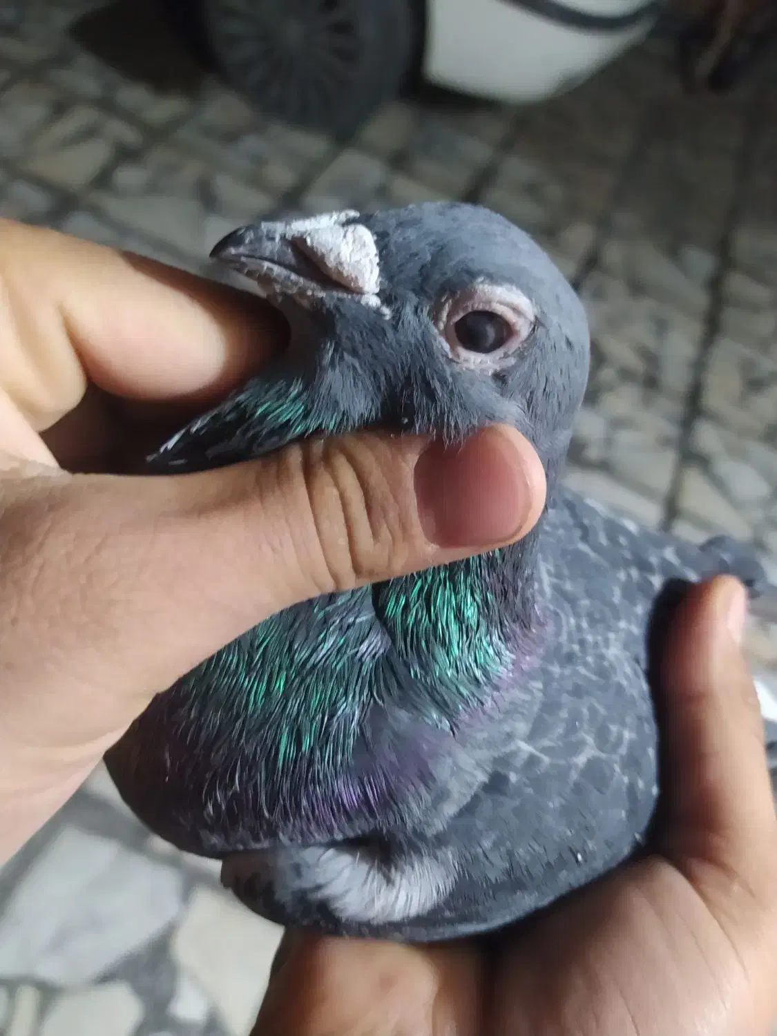 کبوتر مگس نر مست|پرنده|زاهدان, |دیوار