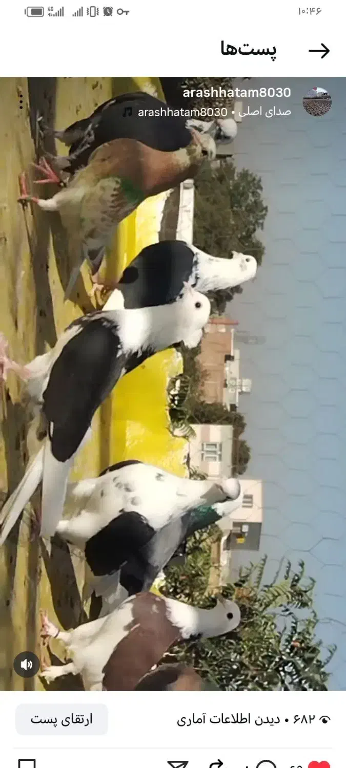 کبوتر شازده باپشدار|پرنده|محمدبار, |دیوار