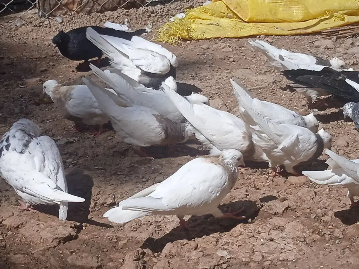انواع کفتر معاوضه با لوبیا|پرنده|خانمیرزا, |دیوار